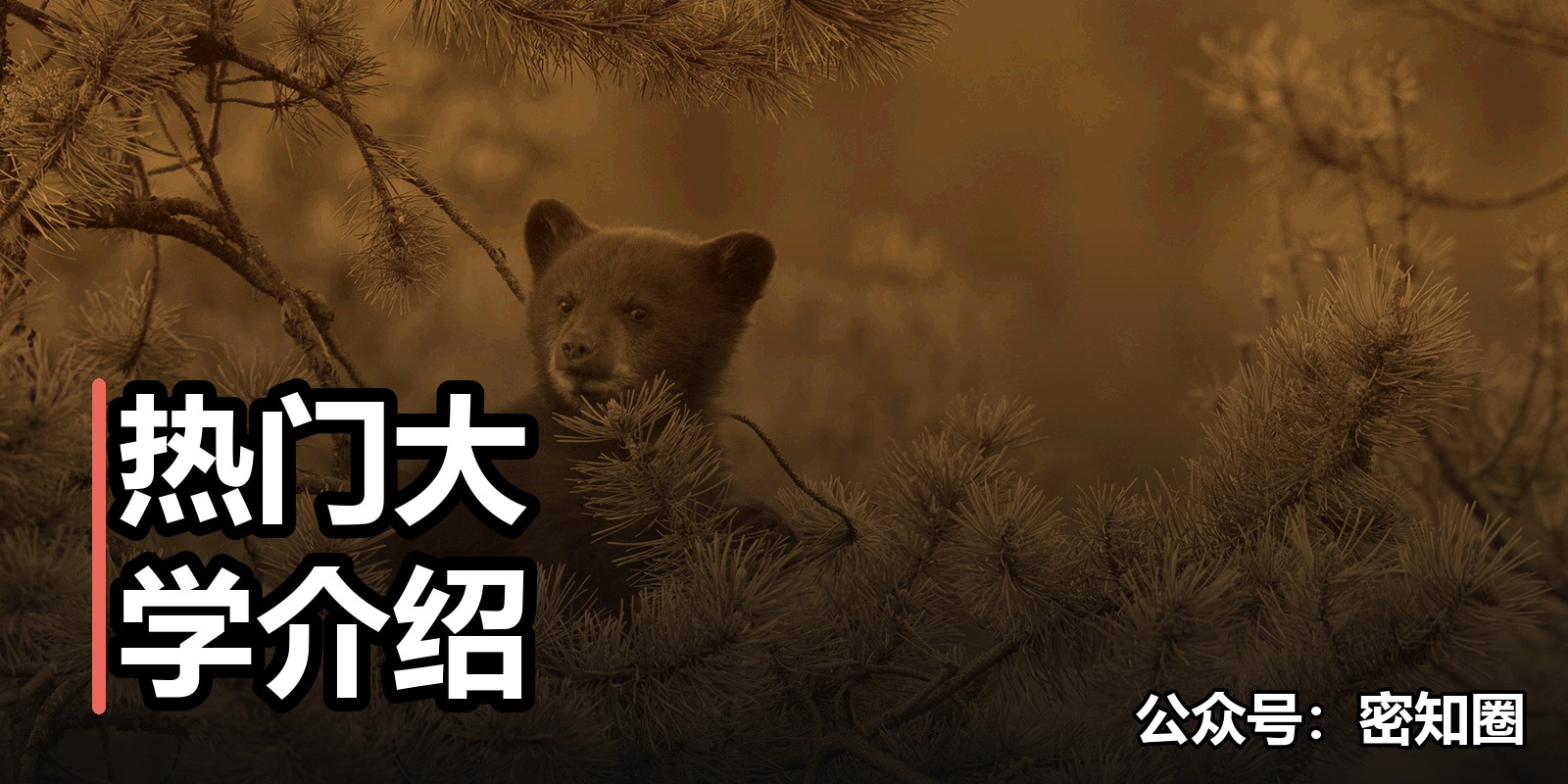 热门大学介绍|shaocun资源站 - 你的知识成长补给站