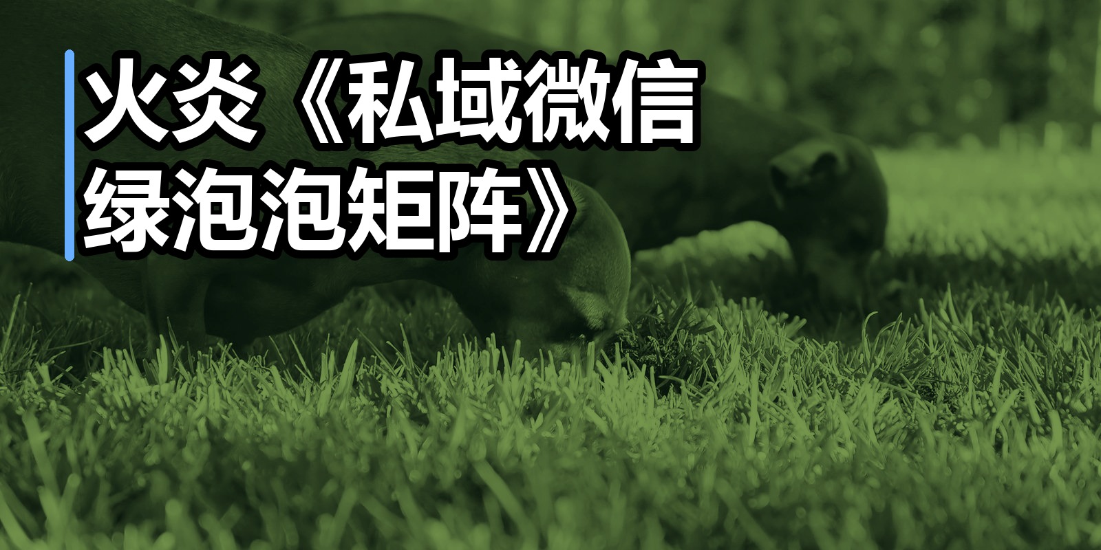 火炎《私域微信绿泡泡矩阵》|shaocun资源站 - 你的知识成长补给站